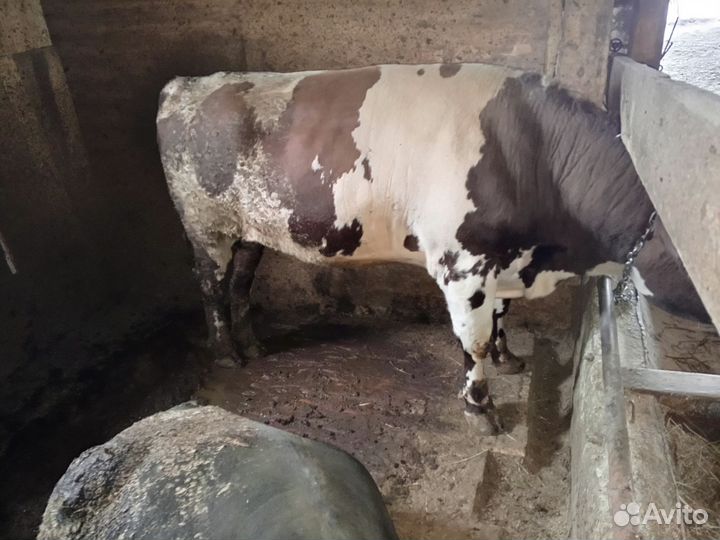 Быки на мясо