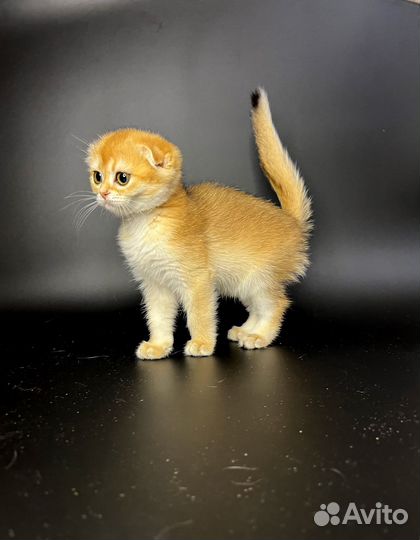 Золотая шиншилла