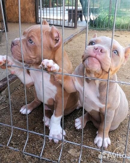 Щенки американского булли