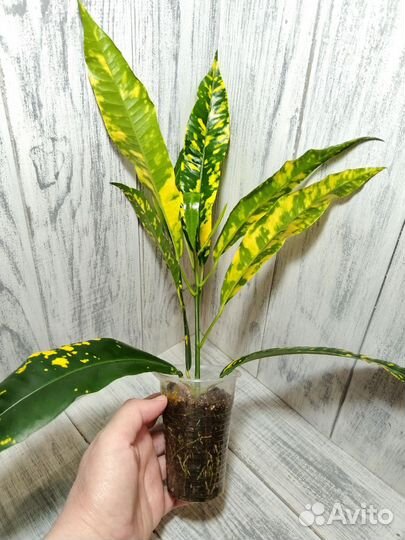 Кротон Эндрю Кинси