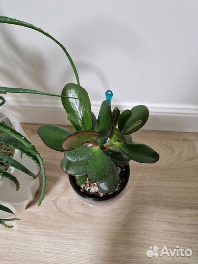 Алоэ столетник