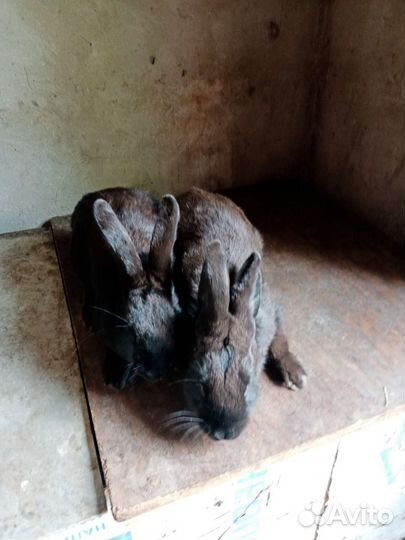 Кролики