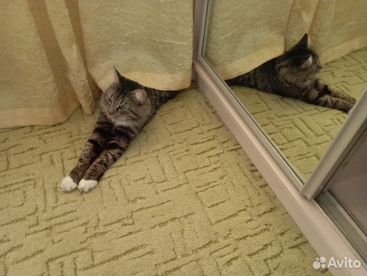 Передержка собак кошек в домашних условиях