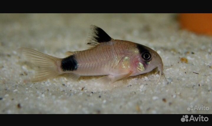 Коридорас пaнда