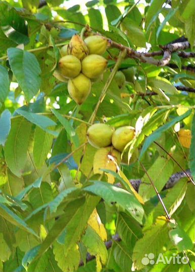 Саженцы манжурского ореха