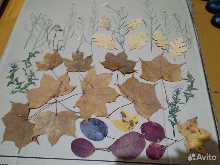 Сухоцветы для творчества
