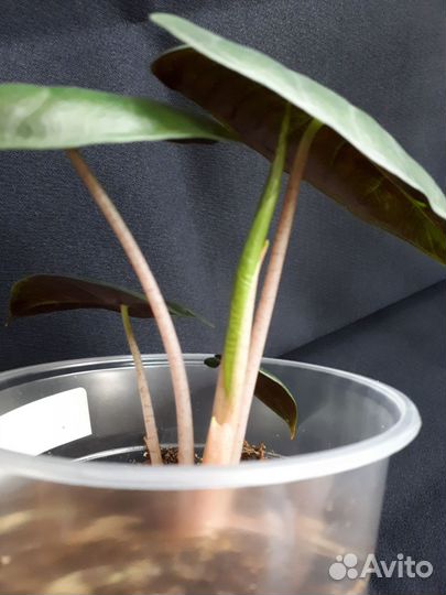 Алоказия розовый дракон