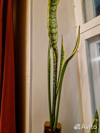 Сансевиерия тещин язык