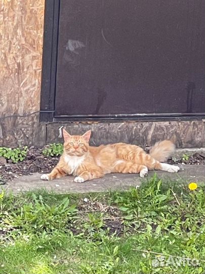 Котята в добрые руки бесплатно