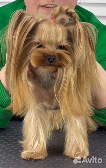 Стрижка собак и кошек