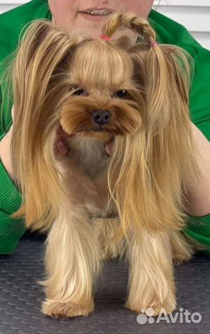 Стрижка собак и кошек