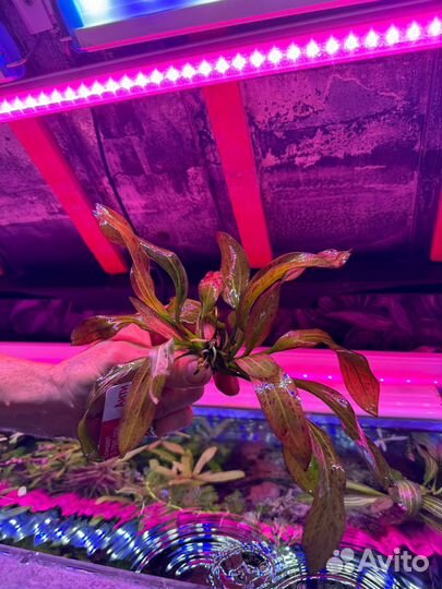 Эхинодорус рубин, людвигия ароматика