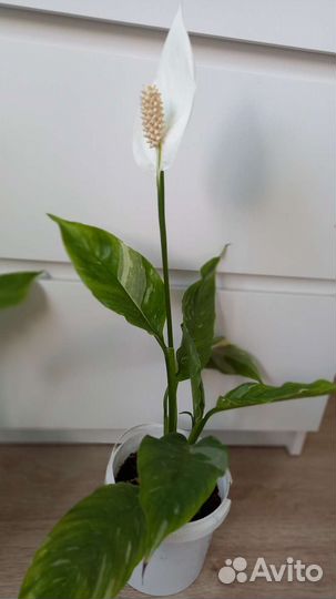 Спатифиллум домино