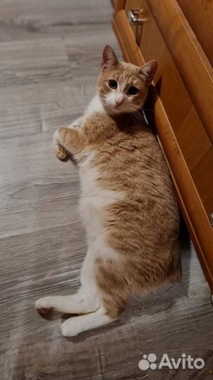 Котенок в добрые руки