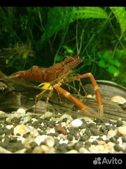 Креветки макробрахиум