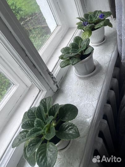 Фиалки цветущие в горшках