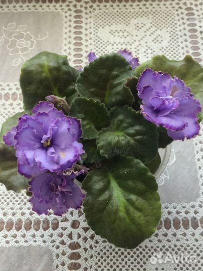 Сортовые фиалки
