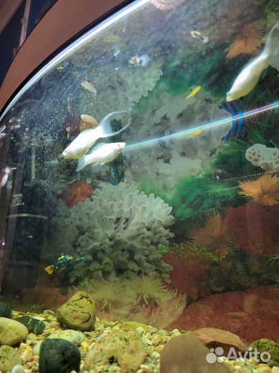 Аквариум с тумбой 80 литров