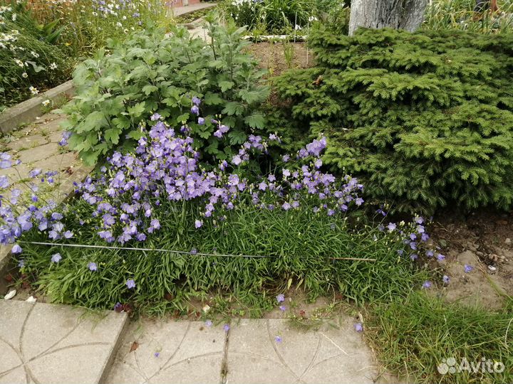 Многолетние цветы, лилии кустарник декоративный