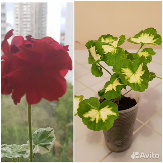 Пеларгония герань