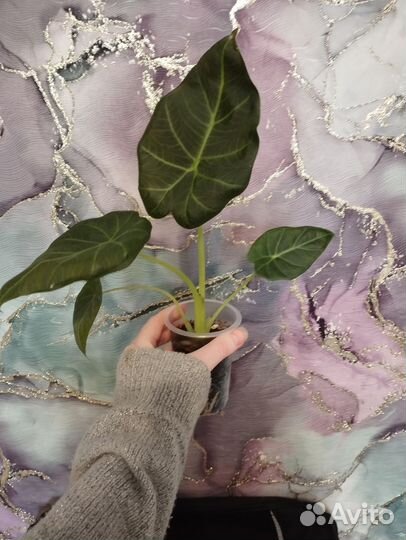 Алоказия Регал Шилдс