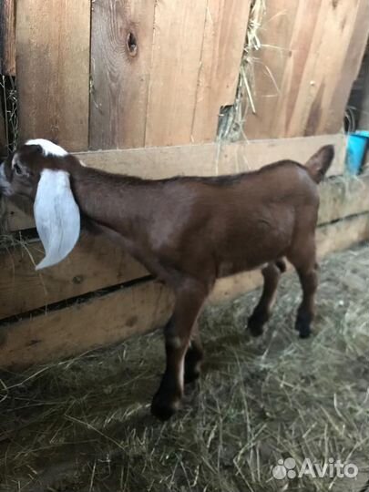 Англо-Нубийский Козлик