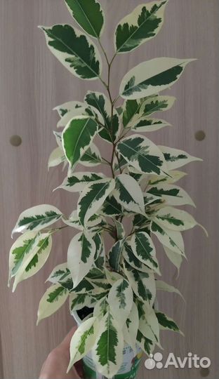 Сортовые фикусы