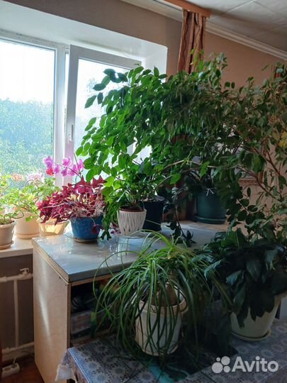 Комнатные цветы