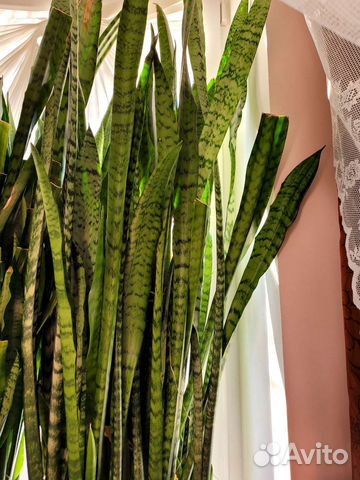 Сансевиерия сортовая