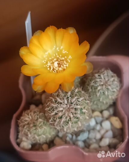Коллекционные взрослые цветущие кактусы
