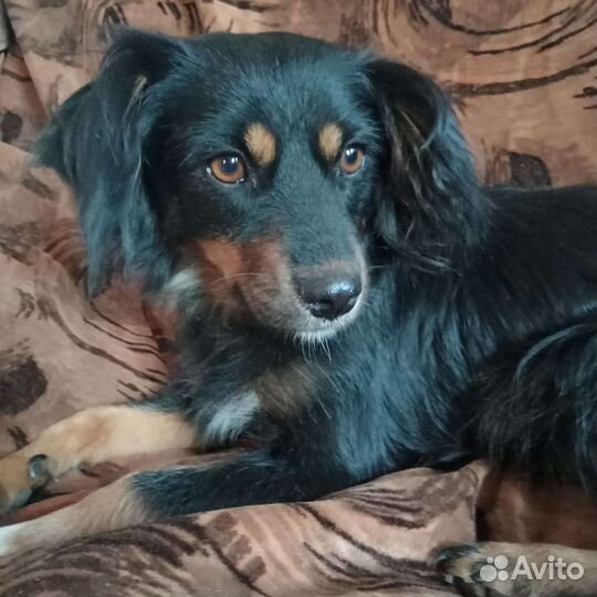 Джулька, маленькая собачка, 3 года