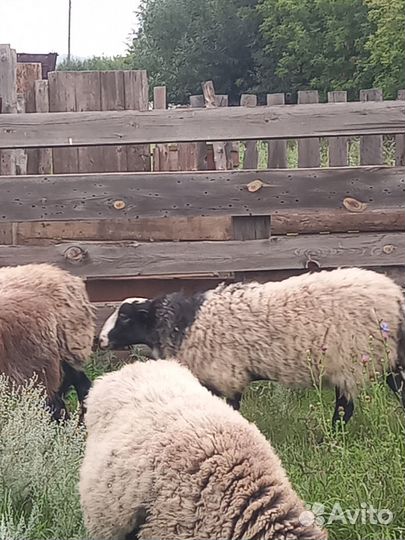 Бараны романовской породы