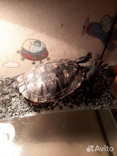 Красноухая черепаха бесплатно