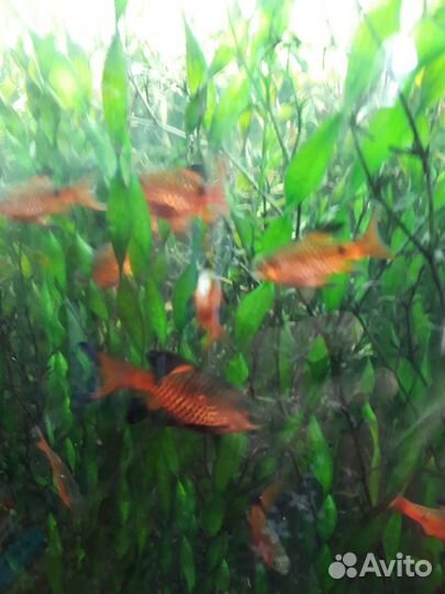 Спиральная валиснерия