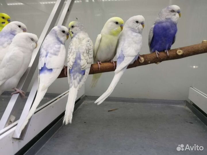 Птенцы волнистый попугай, Корелла, Розелла