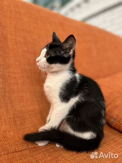 Котята в добрые руки бесплатно