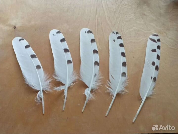Перо белой совы