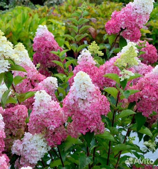 Гортензия метельчатая Ванилла Фрайз