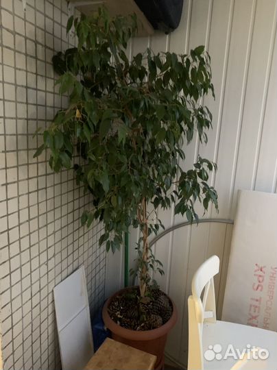 Фикус бенджамина большой