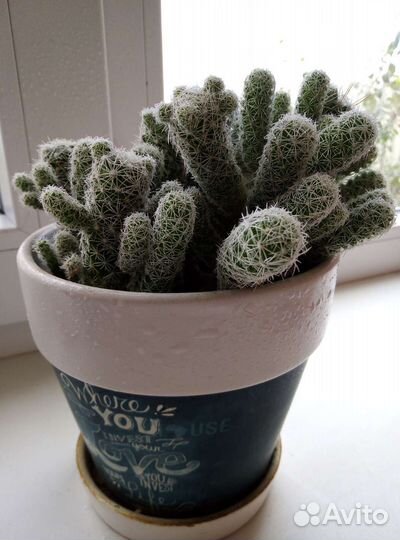 Кактус маммиллярия