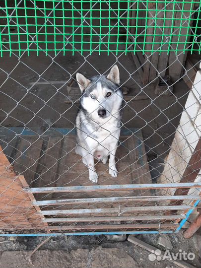 Сибирский хаски