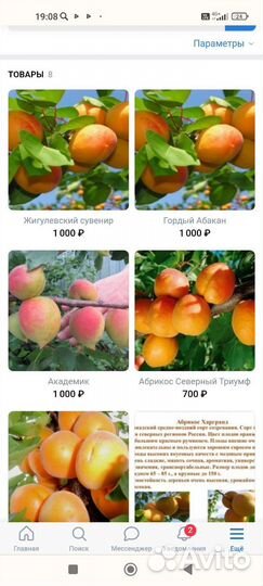 Саженцы абрикос