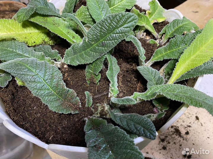 Стрептокарпус