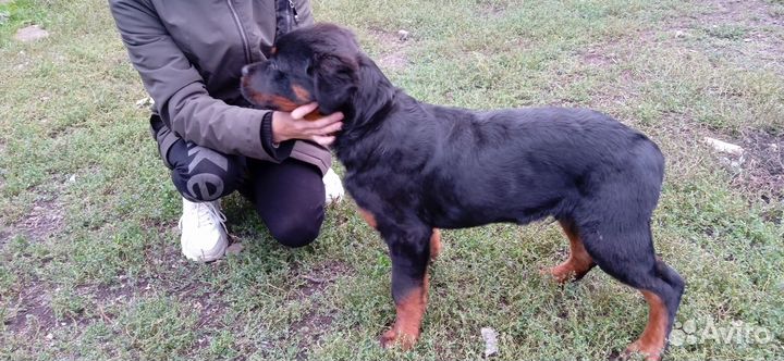 Ротвейлер щенки