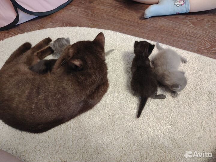 Британские котята