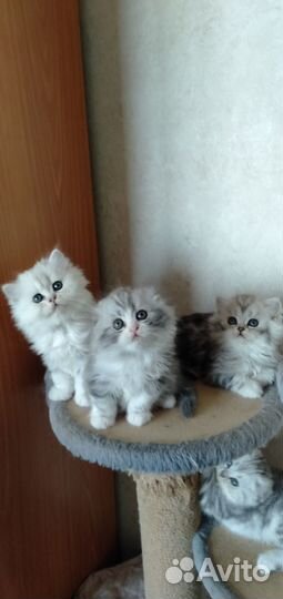 Шотландские котята