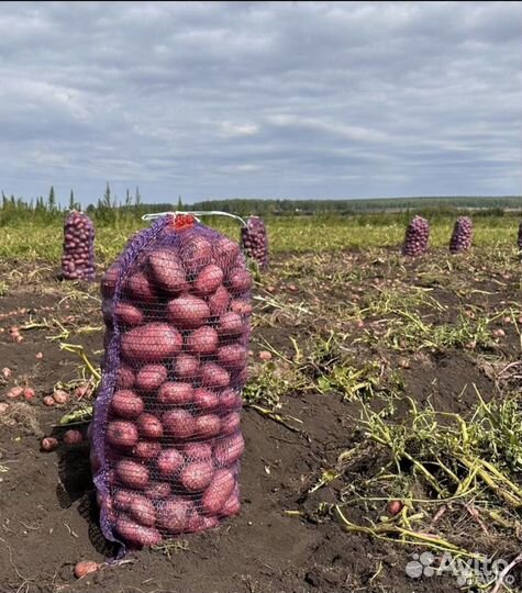 Картофель с доставкой