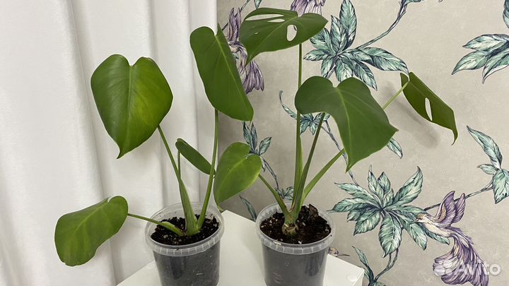 Монстера борзига