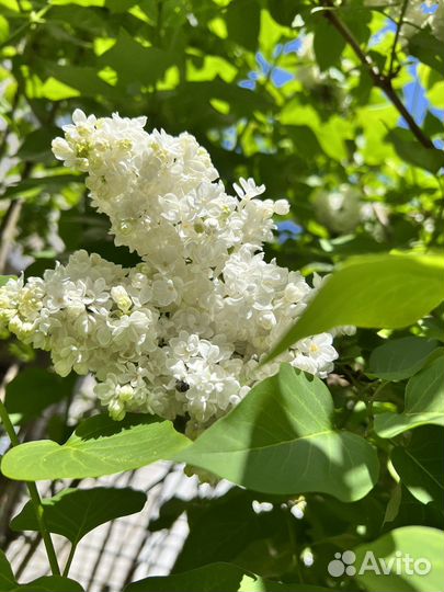 Сирень саденцы