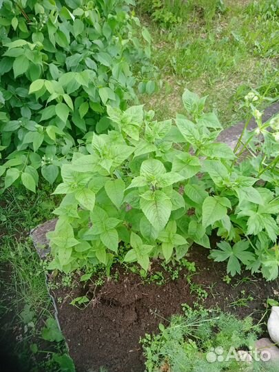 Айва японская+ плоды